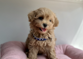 Maltipoo safkan son jenerasyon yavrularımız